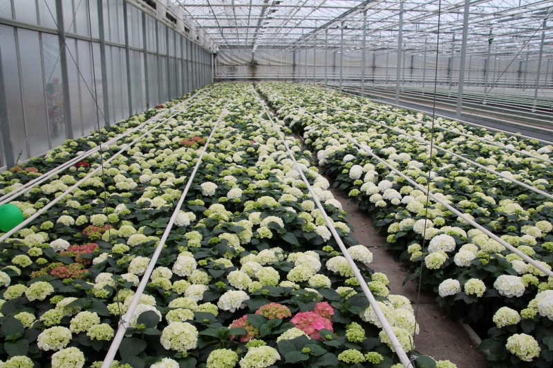 pepiniere-CASTAGNIERS-min_nursery-hydrangea-white-flowers-greenhouse-flower-1609210-pxhere.com